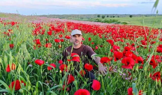 Dağlarında Bahar Renkleri: Gelincik ve Papatyalar Görsel Şölen Sunuyor