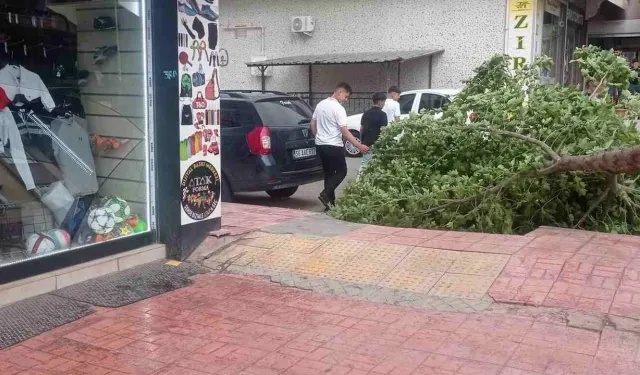 Rüzgârın Etkisiyle İşyerinde Ağaç Devrildi Esnaf Zarar Gördü