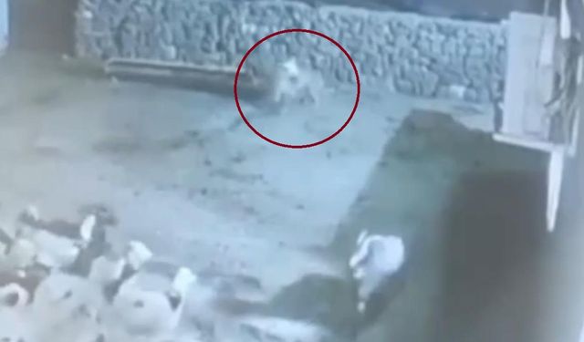 Kurt Ağıla Daldı: Koyun Ölü Taklidiyle Kurtuldu