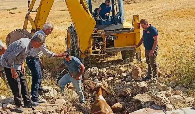 Kuyuya Düşen İnek Belediye Ekiplerince Kurtarıldı