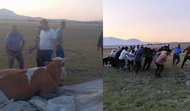 Arin Gölü’nde Çamura Saplanan İnek, Köylülerin Dayanışmasıyla Kurtarıldı