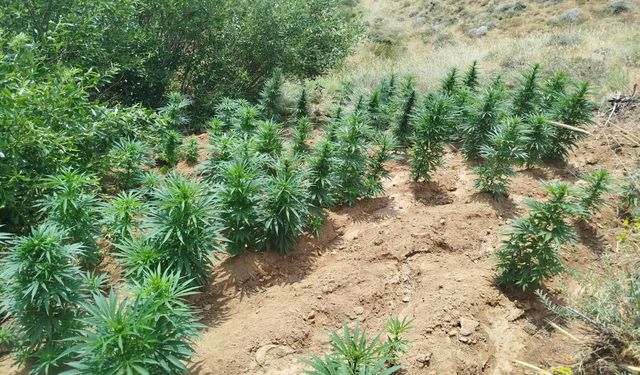 Bingöl’de 2 Bin 365 Kök Kenevir Ele Geçirildi