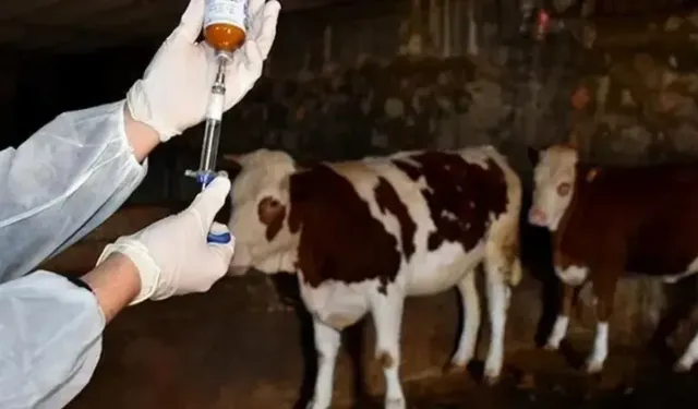 Şap Hastalığı Alarmı: Türkiye Genelinde Hayvan Pazarları Kapatıldı