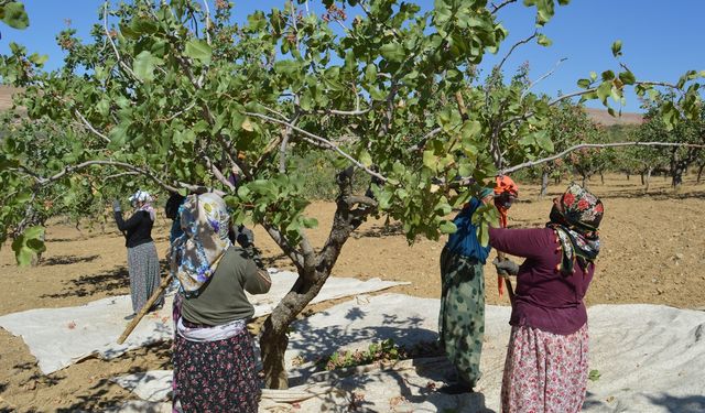 Kuraklık ve Tedbirsizlik Siirt’te Fıstık Üreticisini Zora Soktu