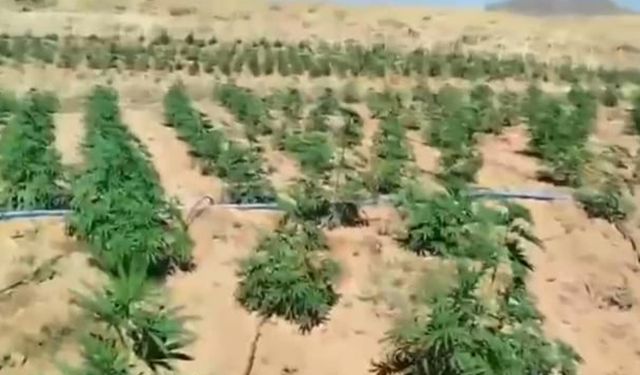 Bingöl’de 23 Bin Kök Kenevir Ele Geçirildi