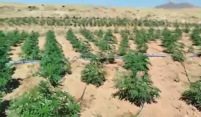 Bingöl’de 23 Bin Kök Kenevir Ele Geçirildi