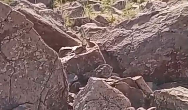 Van'da Nesli Tehlike Altında Vaşak Ailesi Görüntülendi
