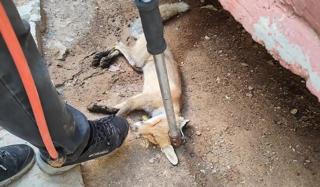 Siirt’te bahçeye giren tilki doğaya salındı
