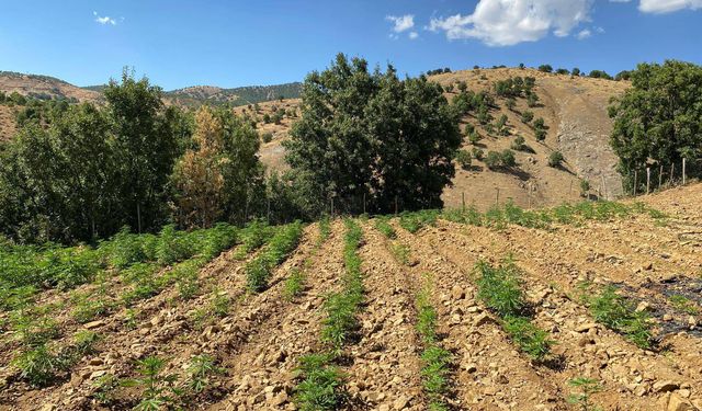 Bingöl’de 8 Noktada Uyuşturucu Operasyonu