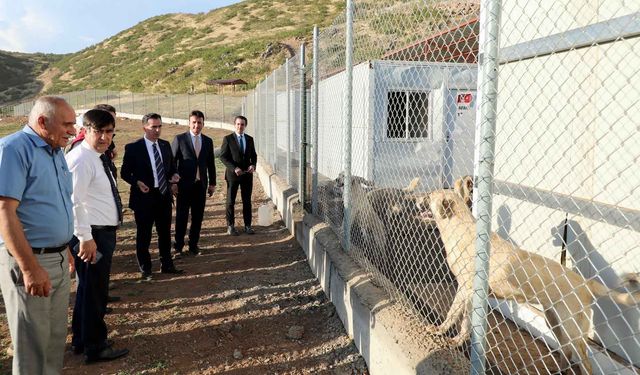 Bitlis Valisi Karakaya Sokak Hayvanları Doğal Yaşam Alanını İnceledi