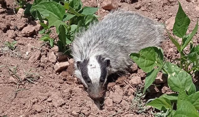 Nesli Tükenmekte Olan Porsuk O İlde Görüntülendi