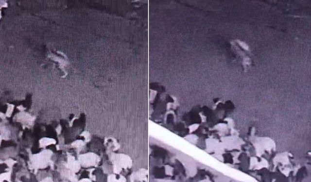 Kurt Ahıra Girdi, Koyunu Telef Etti: O Anlar Kamerada