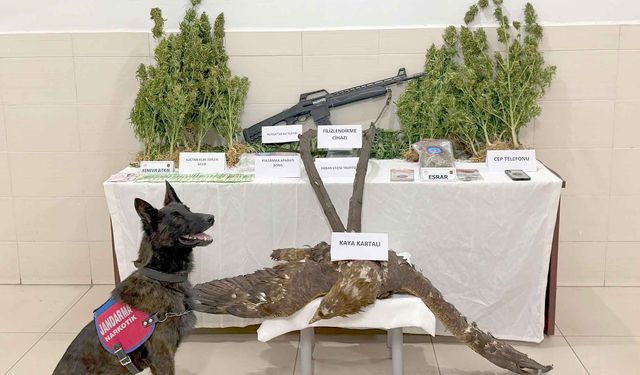 Uyuşturucu Operasyonunda Kaçak Kaya Kartalı ve Dağ Keçisi Trofesi de Ele Geçirildi