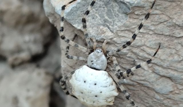 O İlde Dünyanın En Zehirli Örümceklerinden Biri Görüldü