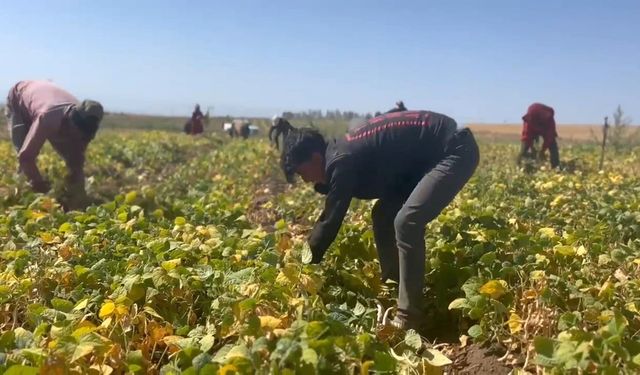 Adilcevaz’da fasulye hasadı başlandı