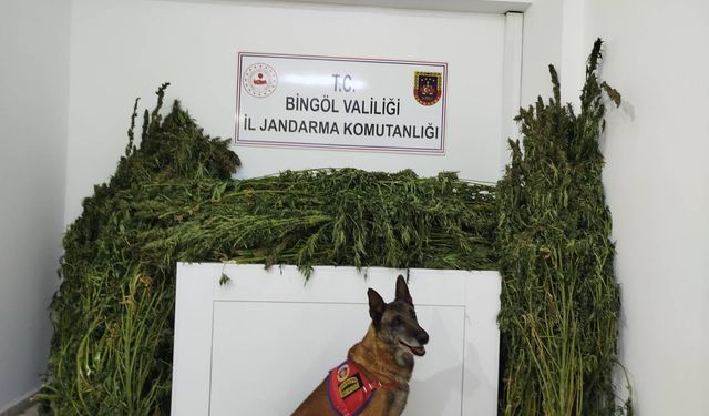 Bingöl’de 91 kilo esrar ele geçirildi