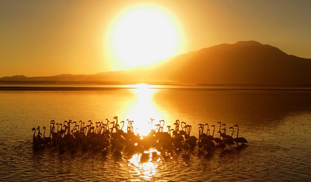 Van Gölü’nde gün batımıyla flamingolar görsel şölen sundu