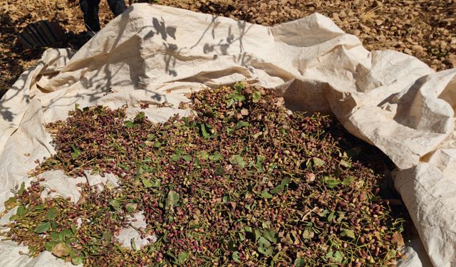 Siirt'te fıstık hasadında ciddi rekolte kaybı yaşandı