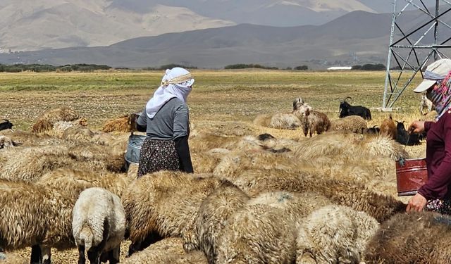 Yüksekova’da şap hastalığı tamamen kontrol altına alındı