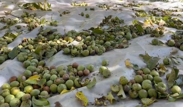Bitlis'te Beklenen Ceviz Hasadı Başladı