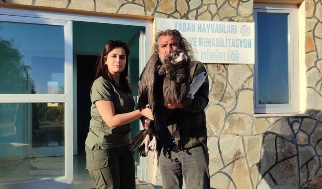 Bitlis’te Yaralı Halde Buluna  Akbaba Koruma Altına Alındı