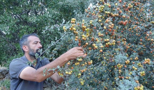 Şifa Kaynağı Alıçta Hasat Başladı