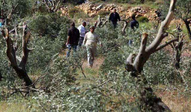 Yahudi Çeteler Ramallah’ta 120 Zeytin Ağacını Kesti