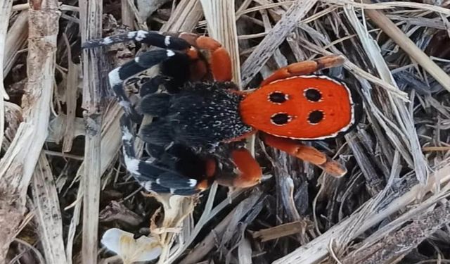 Bölge İlde Zehirli “Uğur Böceği Örümceği” Görüntülendi