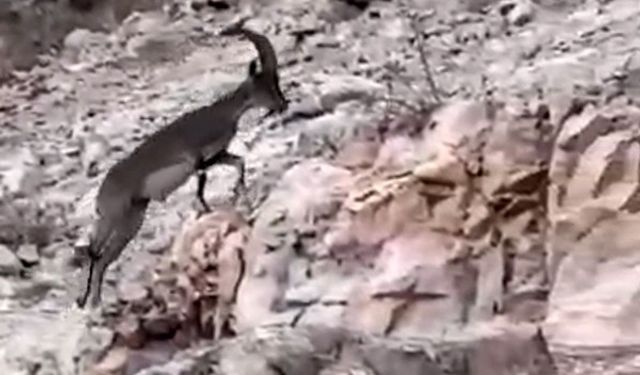 Siirt’te nesli tehlikede olan yabani dağ keçisi görüldü