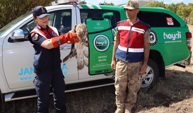 Yaralı kartal jandarma tarafından kurtarıldı