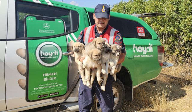 Komşu ilde ormanda terk edilen 5 yavru köpek kurtarıldı