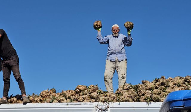 Bitlis'te Şeker Pancarında Hasat Zamanı Başladı