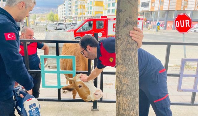 Demir Korkuluklara Sıkışan İnek İtfaiye Ekiplerince Kurtarıldı