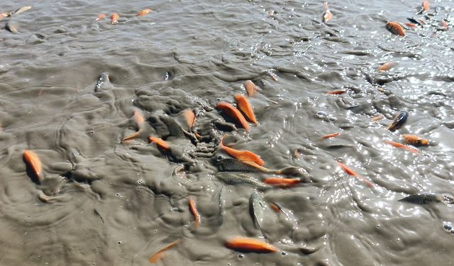 Siirt’te Gölet Kurudu: Binlerce Balık Telef Oldu