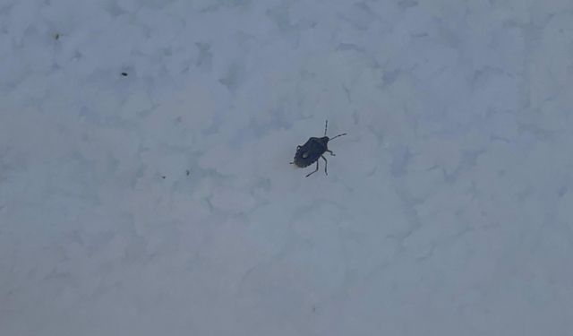 Kahverengi kokarca böceği 2 bin 884 metrede görüntülendi