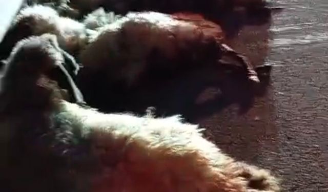 Muş'ta Otomobil Koyun Sürüsüne Çarptı: Onlarca Koyun Telef Oldu