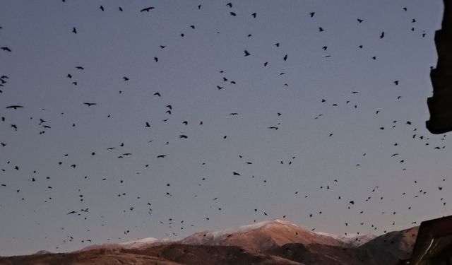 Tatvan Semaları Adeta Karga İstilasına Uğradı