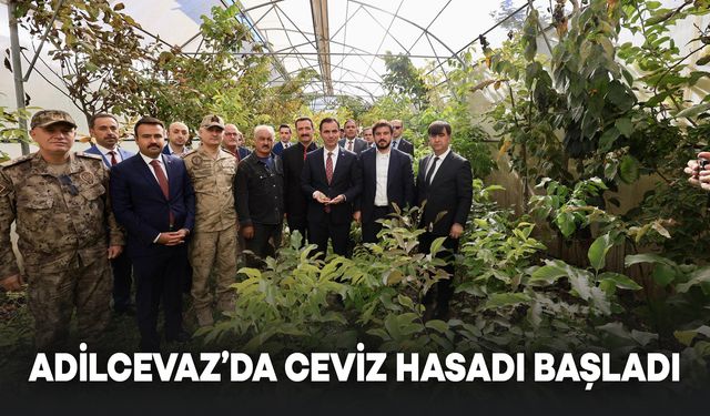 Adilcevaz'da Ceviz Hasadı Başladı