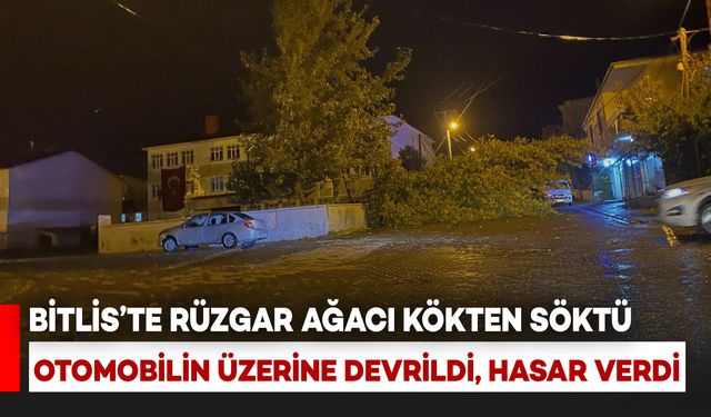 Bitlis'te rüzgar ağacı kökünden söktü: Otomobilin üzerine devrildi
