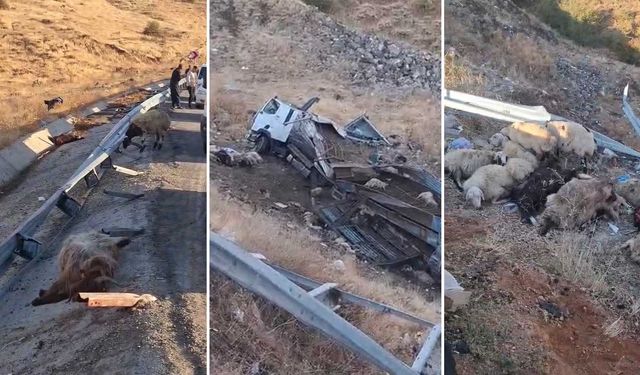 Canlı Hayvan Kamyonu Şarampole Yuvarlandı: 2 Yaralı, Çok Sayıda Hayvan Telef
