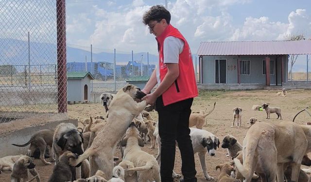 Bitlis Vakıflar Bölge Müdürlüğü’nden sokak hayvanlarına mama ve su desteği