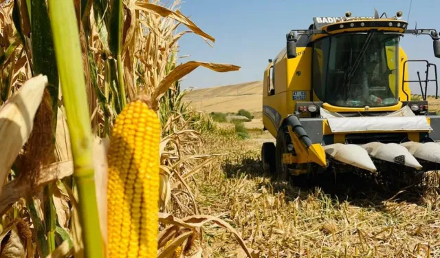 Mısır Hasadı Başladı: Verim Yüksek, Fiyatlar Çiftçiyi Zorluyor