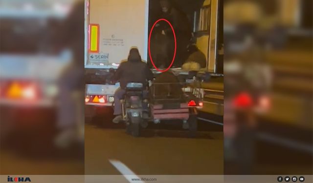 Seyir Halindeki Tırdan Hayvan Çaldılar, Kaza Yapınca Yakalandılar