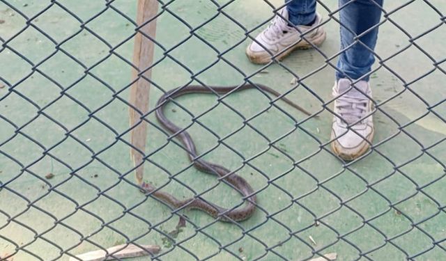 Batman’da Lüks Sitede Yılan Paniği