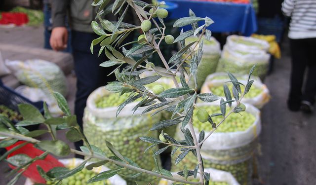 Yeşil zeytinde fiyatlar her geçen gün artıyor