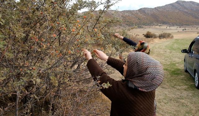 Tatvan'da alıç hasadı başladı