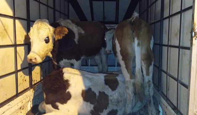 Muş’ta Çalınan Büyükbaş Hayvanlar Jandarma Kontrolüne Takıldı