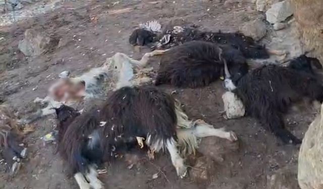 Batman’da Kurt Ağıla Saldırdı: 10 Keçi Telef, 10 Keçi Yaralı