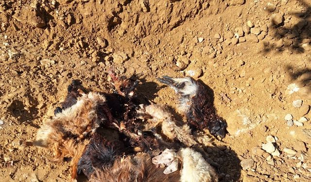 Batman’da kurtlar ağıla girdi: 10 küçükbaş telef oldu