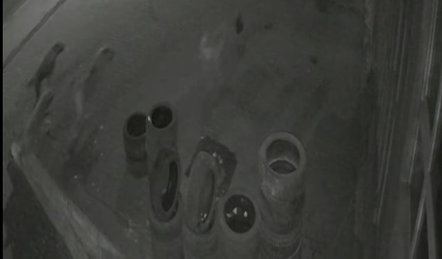 Muş’ta köpeklerden kaçan tavuk oto lastikçiye sığındı